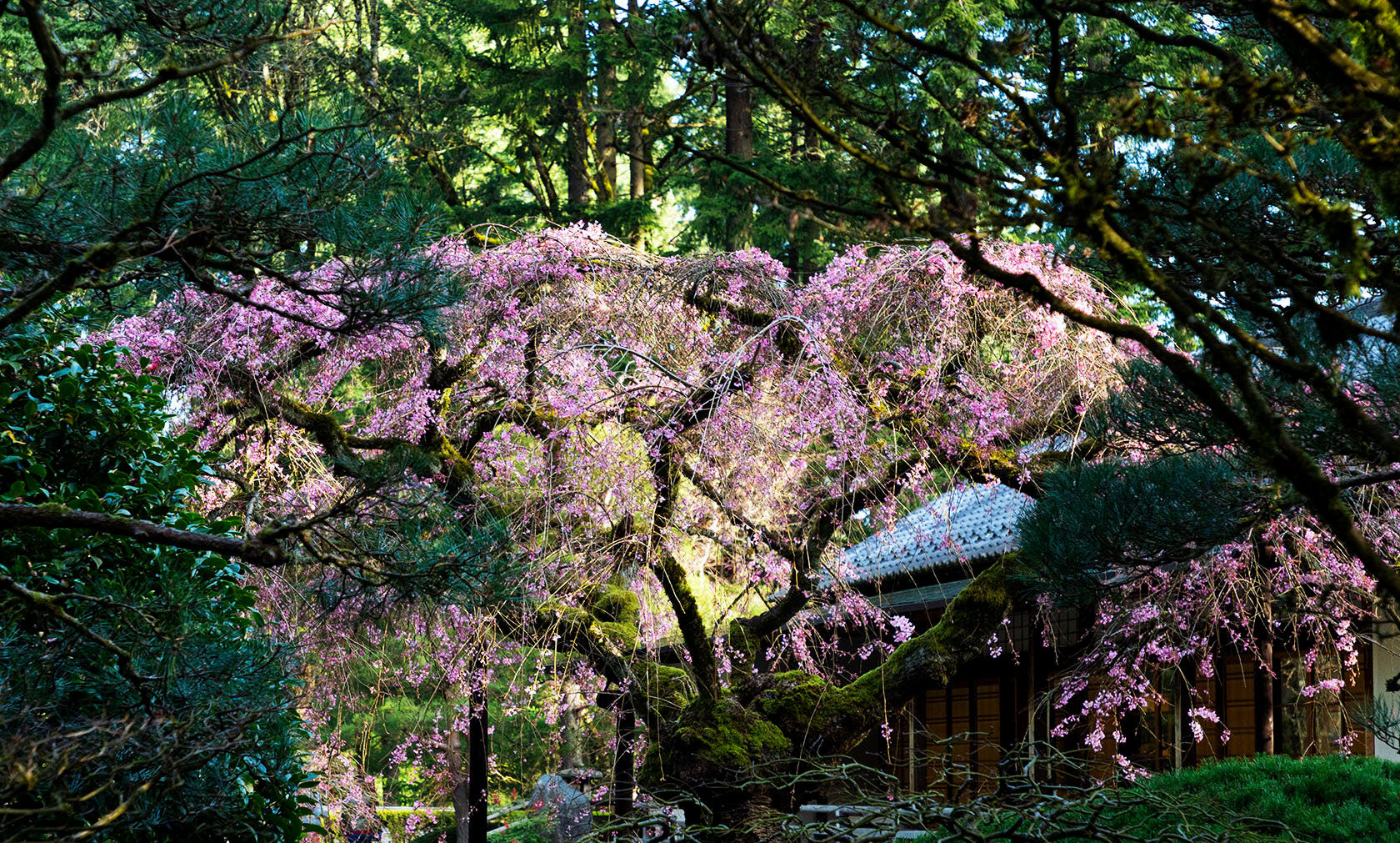 Portland Japanese Garden