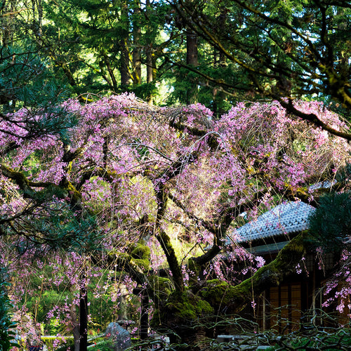 Portland Japanese Garden