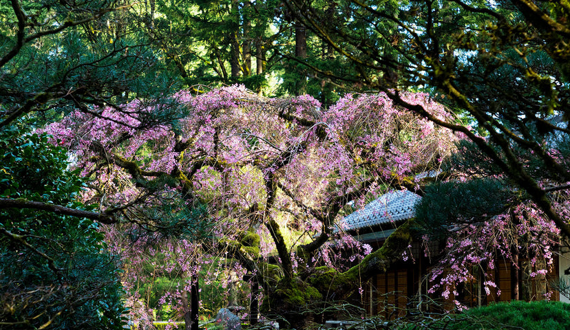 Portland Japanese Garden