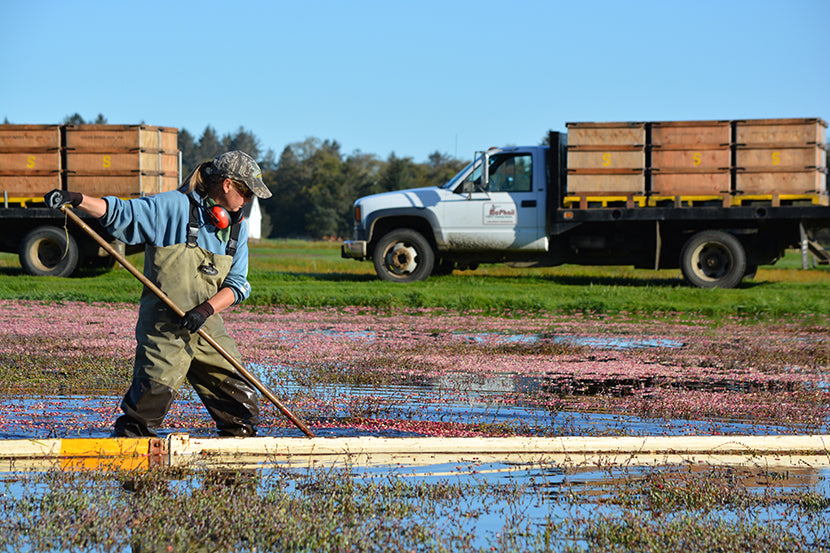 Cranberry Harvest