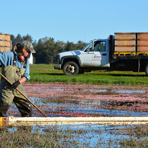 Cranberry Harvest