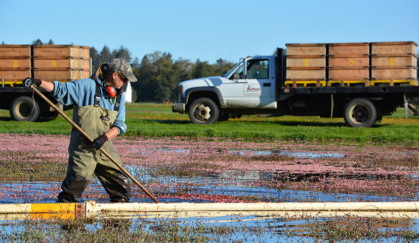 Cranberry Harvest