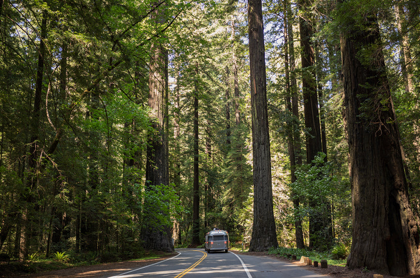 PNW Travel Reflections